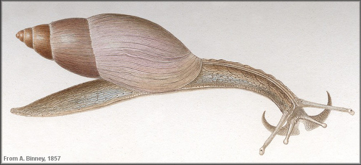 Euglandina rosea (Frussac, 1821) Rosy Wolfsnail