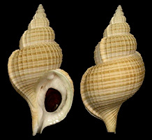 Type species: Fusitriton magellanicus magellanicus (Rding, 1798)