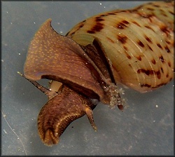 Melanoides tuberculata (Mller, 1774)