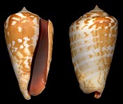 Conomurex luhuanus Linnaeus, 1758