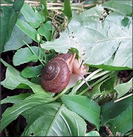 Mesodon thyroidus (Say, 1817) White-lip Globe In Situ