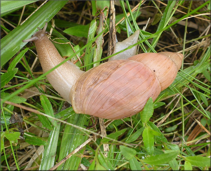 Euglandina rosea (Frussac, 1821) Rosy Wolfsnail In Situ