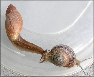 Euglandina rosea (Frussac, 1821) Stalking Otala punctata (Mller, 1774)