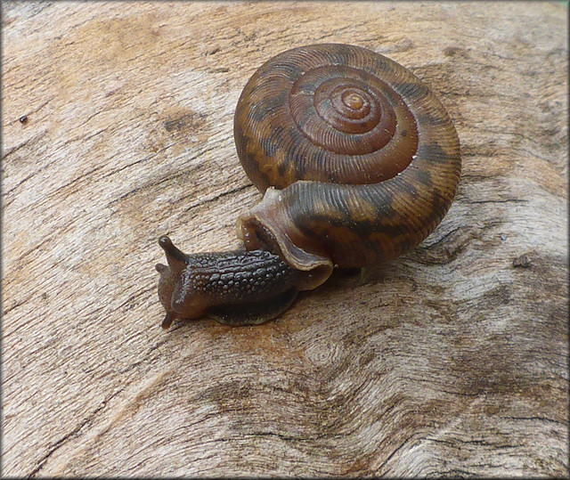 Daedalochila auriculata From Old St. Augustine Road (10/4/2116)