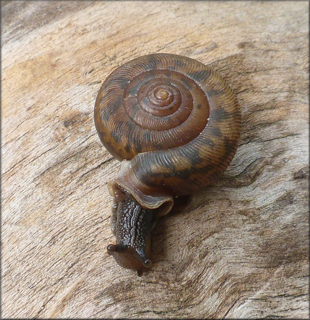 Daedalochila auriculata From Old St. Augustine Road (10/4/2116)