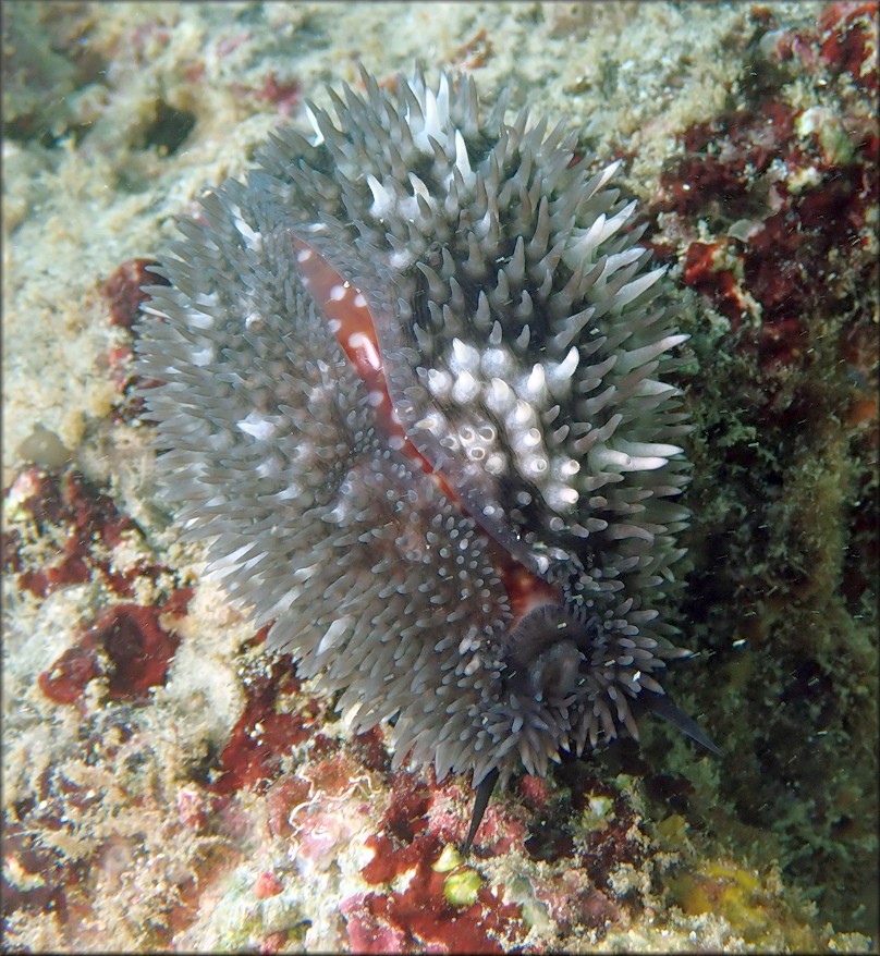 Macrocypraea cervus (Linn, 1771) Atlantic Deer Cowrie In Situ