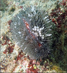 Macrocypraea cervus (Linn, 1771) Atlantic Deer Cowrie In Situ