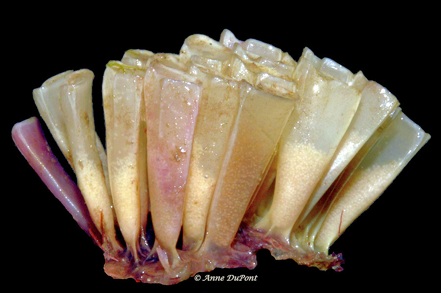 Hexaplex fulvescens (G. B. Sowerby II, 1834) Giant Eastern Murex Egg Capsules