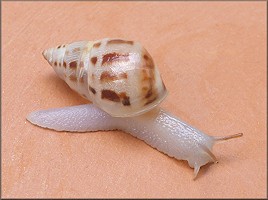 Drymaeus dormani (W. G. Binney, 1857) Manatee Treesnail