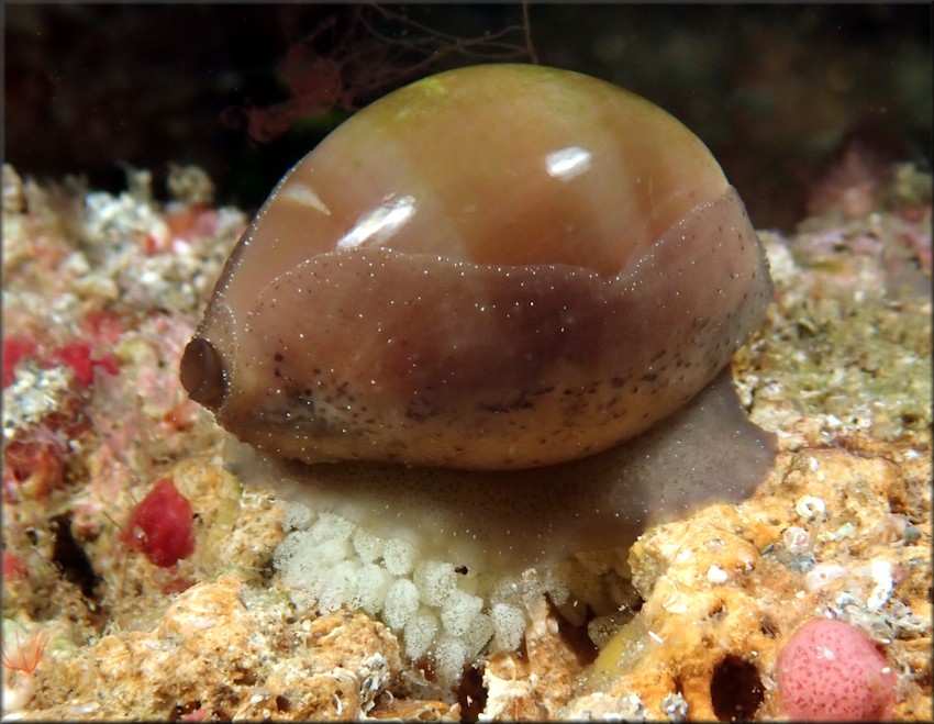 Luria cinerea (Gmelin, 1791) Atlantic Gray Cowrie With Eggs