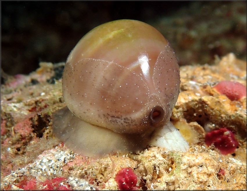 Luria cinerea (Gmelin, 1791) Atlantic Gray Cowrie With Eggs