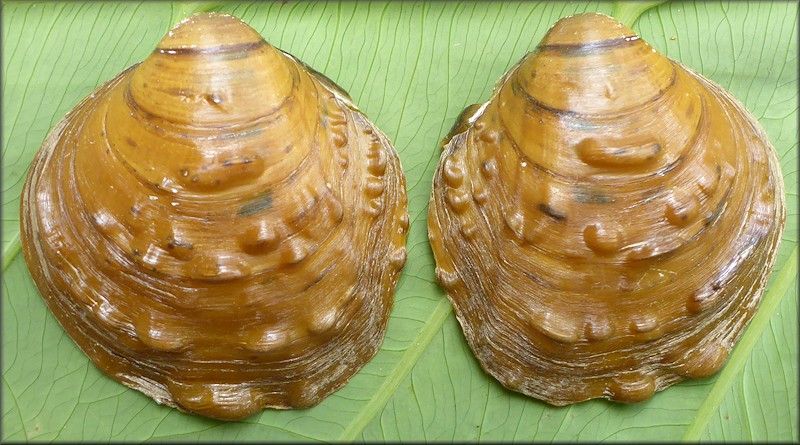 Quadrula pustulosa (I. Lea, 1831) Pimpleback