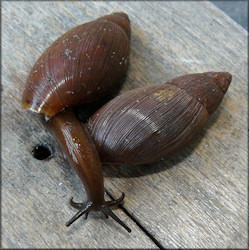 Euglandina rosea (Frussac, 1821) Variability - Unusually Dark Colored Specimens