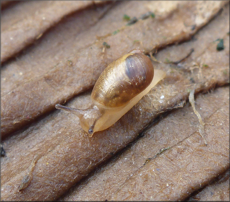 Succinea unicolor Tryon, 1866 Squatty Ambersnail In Situ