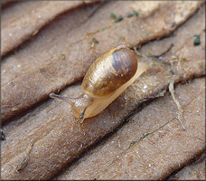 Succinea unicolor Tryon, 1866 Squatty Ambersnail In Situ