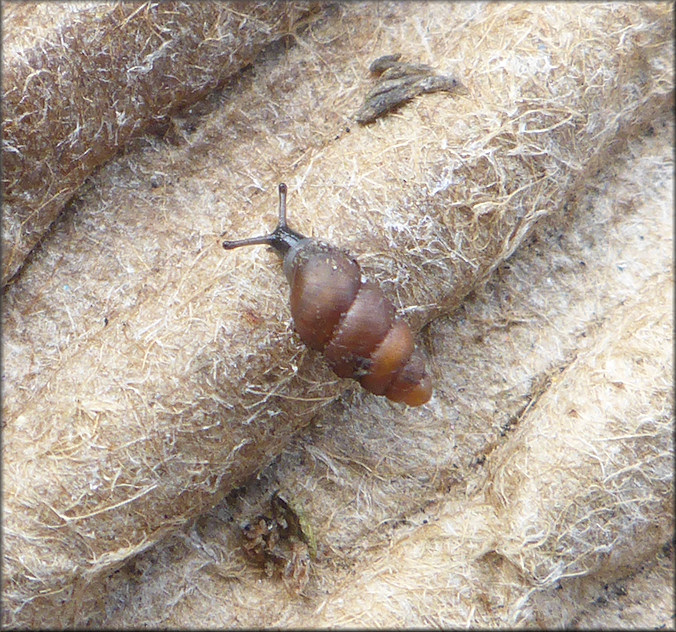 Pupoides modicus (Gould, 1848) Island Dagger In Situ