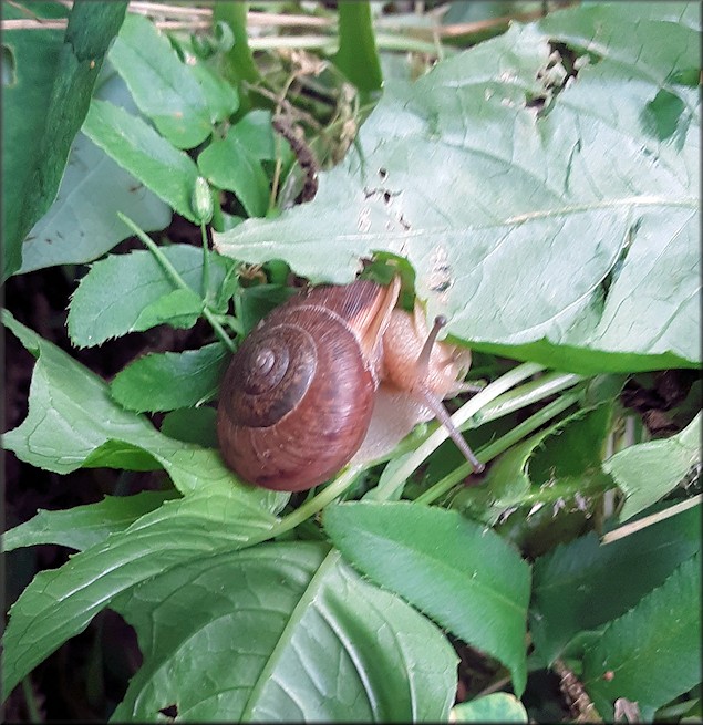 Mesodon thyroidus (Say, 1817) White-lip Globe In Situ