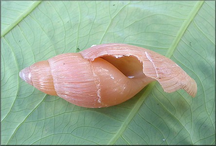 Euglandina rosea (Frussac, 1821) Damaged Shell