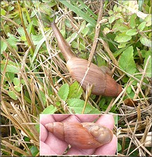 Euglandina rosea (Frussac, 1821) Rosy Wolfsnail In Situ