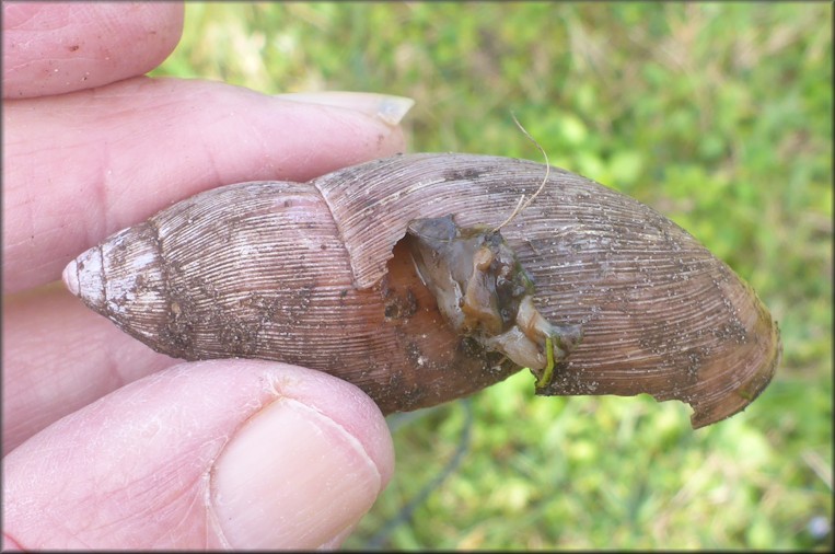 Euglandina rosea (Frussac, 1821) Predation By Mammal