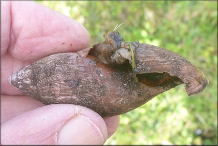 Euglandina rosea (Frussac, 1821) Predation By Mammal