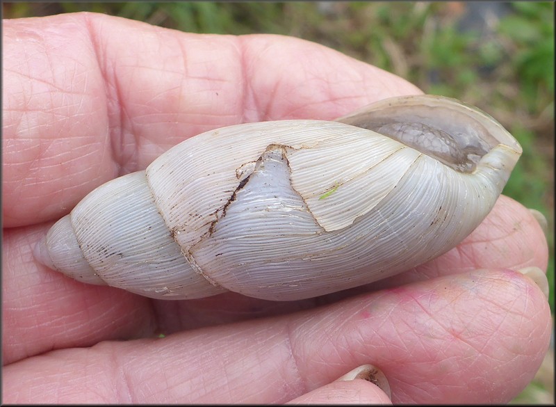 Euglandina rosea (Frussac, 1821) Damaged Shell