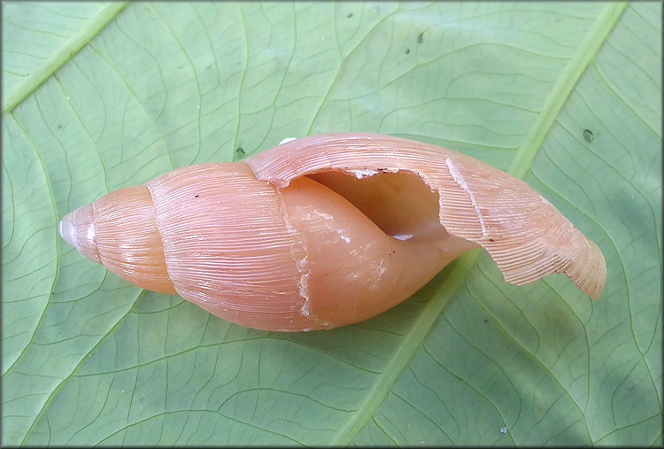 Euglandina rosea (Frussac, 1821) Damaged Shell