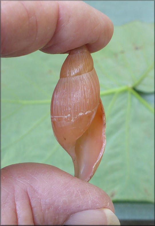 Euglandina rosea (Frussac, 1821) Damaged Shell