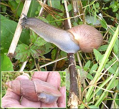 Euglandina rosea (Frussac, 1821) Rosy Wolfsnail In Situ