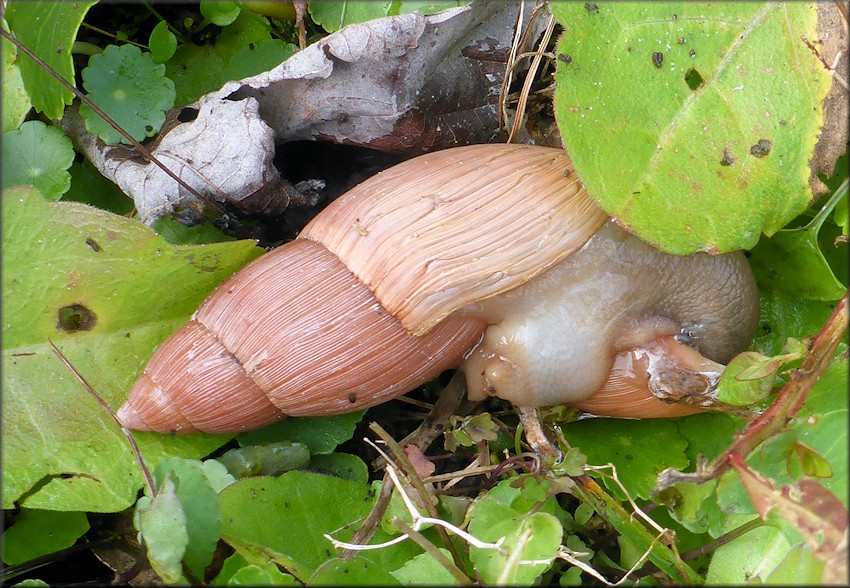 Euglandina rosea (Frussac, 1821) Rosy Wolfsnail Cannibalism