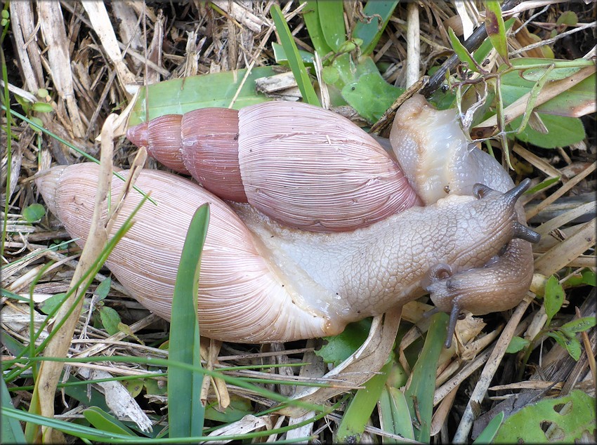 Euglandina rosea (Frussac, 1821) Mating