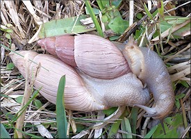 Euglandina rosea (Frussac, 1821) Mating