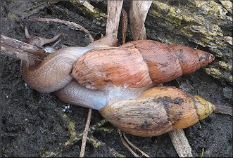 Euglandina rosea (Frussac, 1821) Mating In Situ