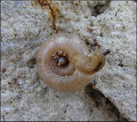 Polygyra cereolus (Mhlfeld, 1816) Southern Flatcoil