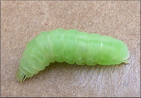 Pink-washed Looper Moth [Enigmogramma basigera] Caterpillar