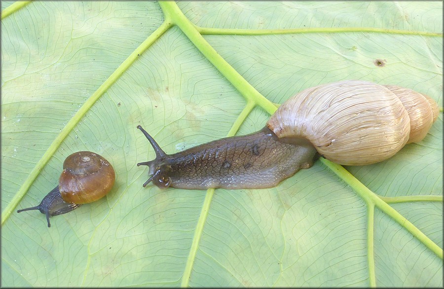 Euglandina rosea (Frussac, 1821) Attacking Mesomphix globosus (MacMillan, 1940)