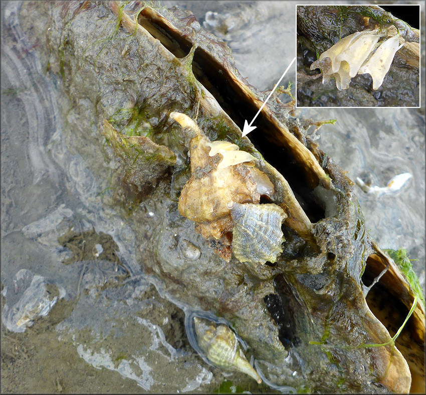 Eupleura caudata (Say, 1822) Thick-lip Drill Depositing Egg Capsules