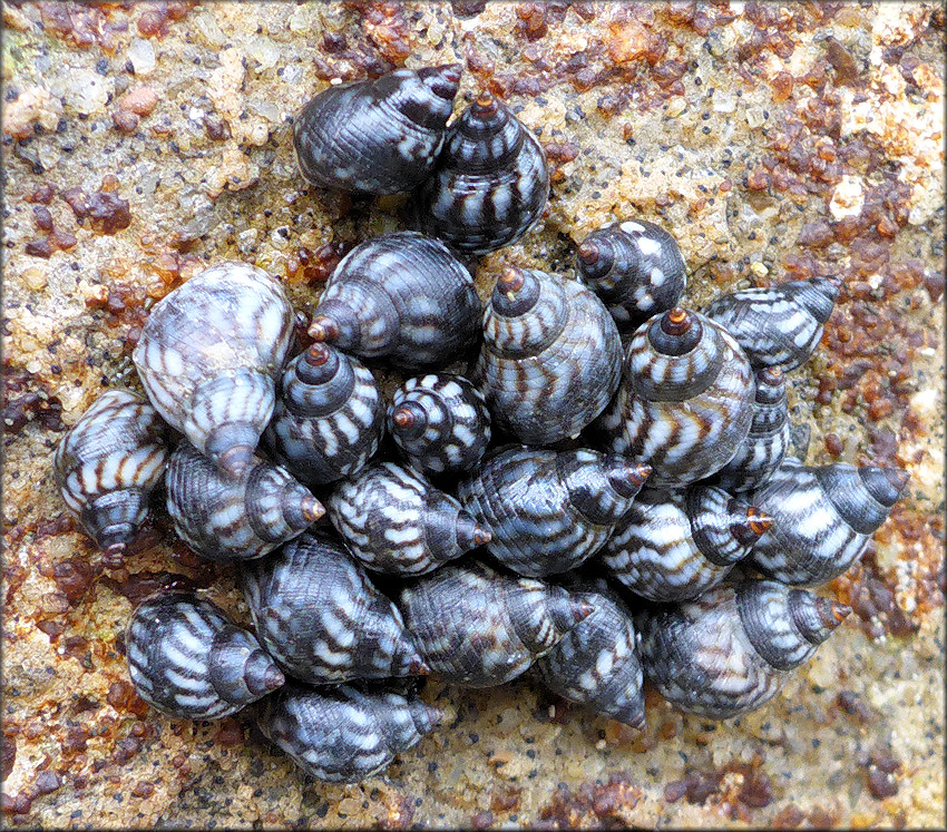 Echinolittorina placida Reid, 2009 Interrupted Periwinkle