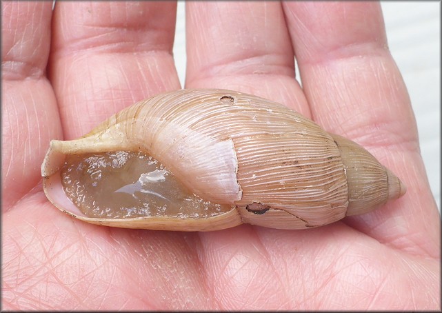 Euglandina rosea (Frussac, 1821) Damaged Shell