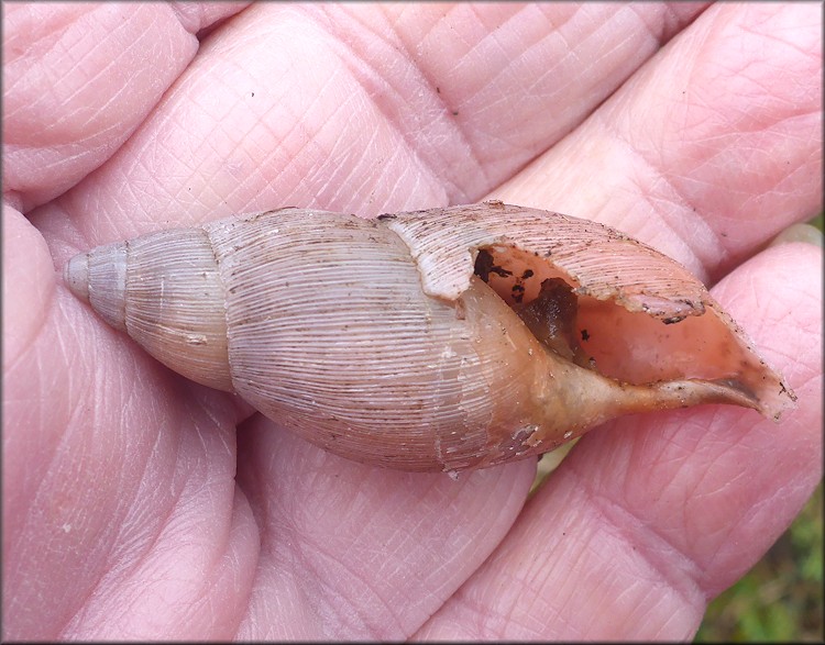 Euglandina rosea (Frussac, 1821) Predator Damage