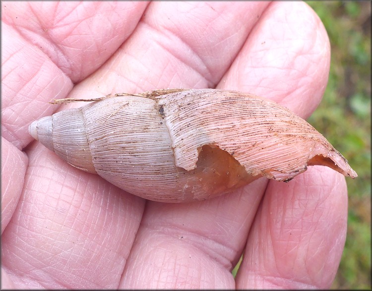 Euglandina rosea (Frussac, 1821) Predator Damage