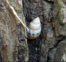 Drymaeus dormani (W. G. Binney, 1857) Manatee Treesnail In Situ