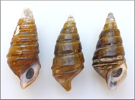 Pleurocera canaliculata (Say, 1821) Silty Hornsnail