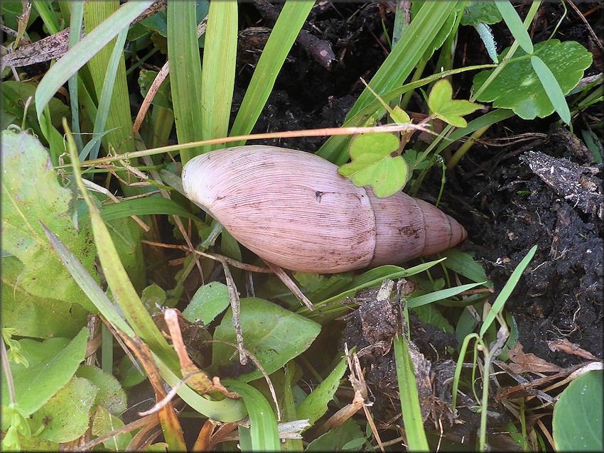 Euglandina rosea (Férussac, 1821) Rosy Wolfsnail In Situ