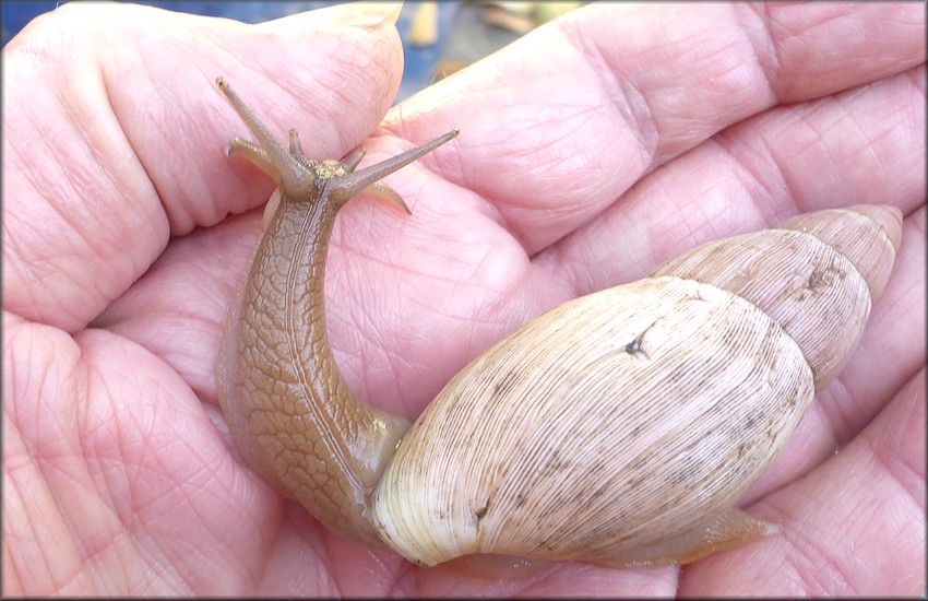 Euglandina rosea (Férussac, 1821) Rosy Wolfsnail In Situ