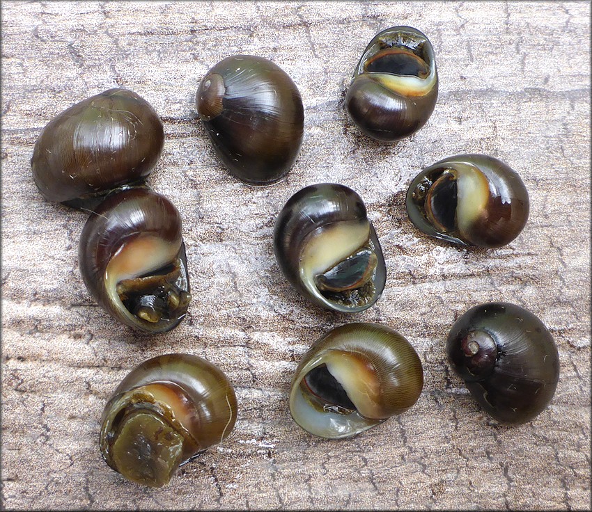 Vitta usnea (Rding, 1798) Olive Nerite