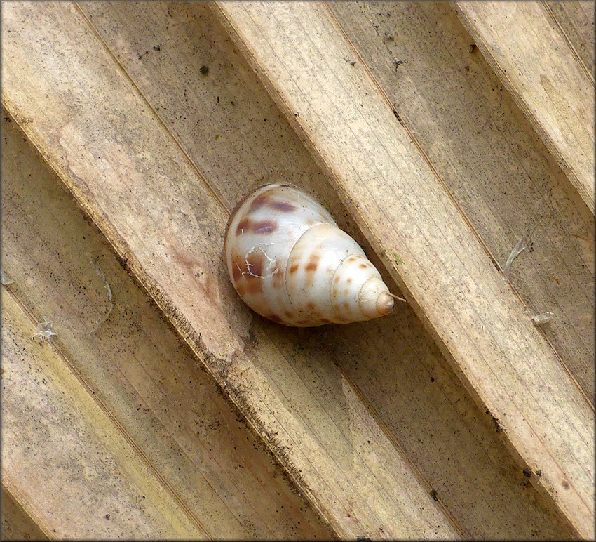 Drymaeus dormani (W. G. Binney, 1857) Manatee Treesnail In Situ