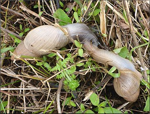 Euglandina rosea (Frussac, 1821) Mating In Situ