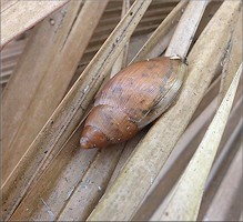 Euglandina rosea (Frussac, 1821) Juvenile In Situ