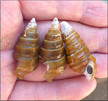 Pleurocera canaliculata (Say, 1821) Silty Hornsnail